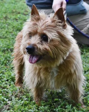 Wheaton terrier