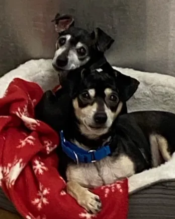 two small black dogs in bed