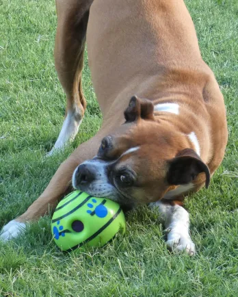 Tribianni outside with ball