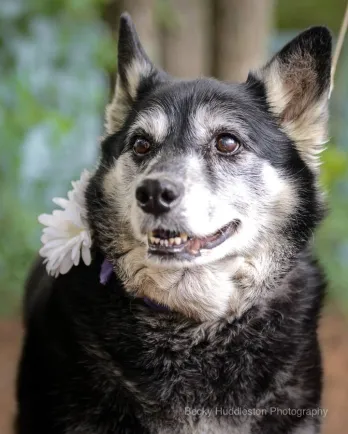 Black and white, large, mixed breed dog