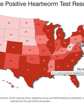 Shaded map of US showing heartworm prevalence