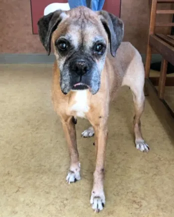 boxer dog standing in a room