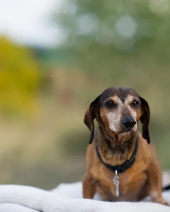 Small daschund standing on a blanket in front of a desert background