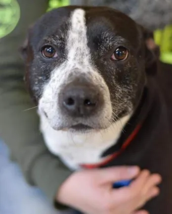 Black dog with white stripe running from forehead to nose on lap