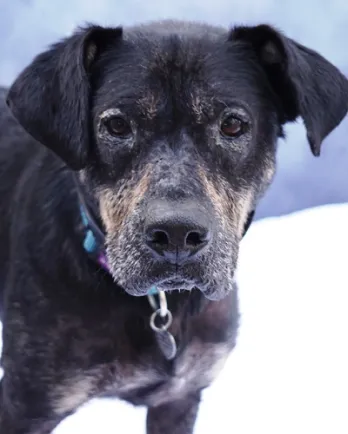 Black dog