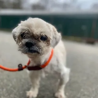 white dog on orange leash