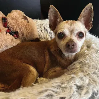 beige chihuahua