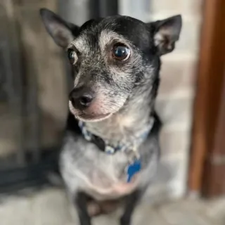 small black dog with grey face