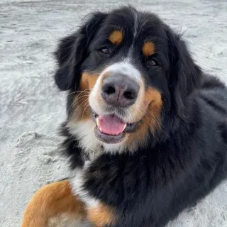 black, white and brown dog on the sand