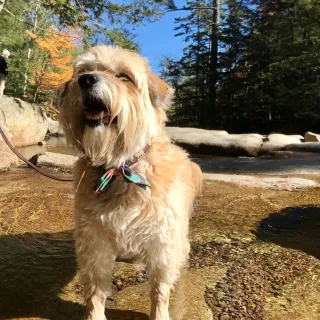 scruffy beige dog