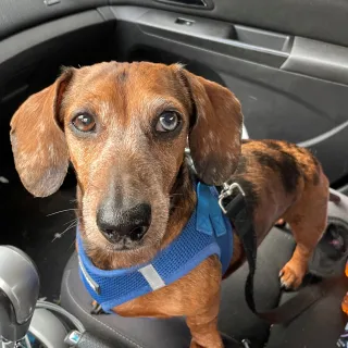 brown dachshund in car