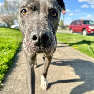 grey dog outside