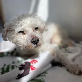 white dog laying on blanket