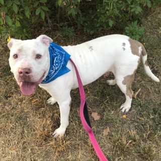 white and brown pit bull
