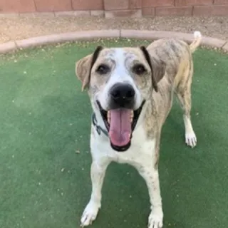 smiling white and tan dog