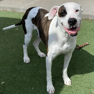 white dog with brown spots