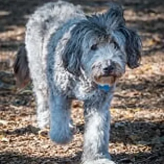 fuzzy white sheep dog