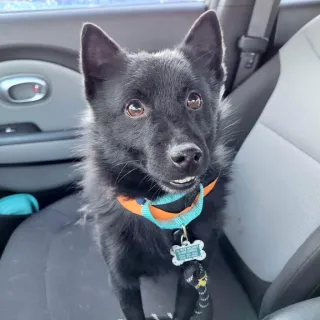 grey dog in car