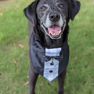 handsome black dog in tuxedo