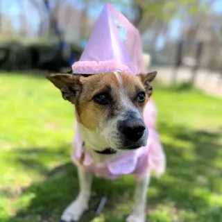 terrier mix in princess costume