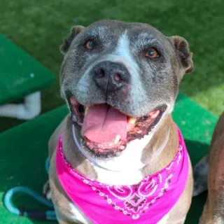 smiling pit bull terrier