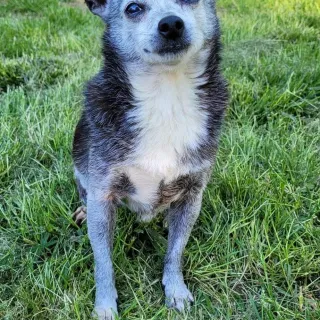 grey and black chihuahua