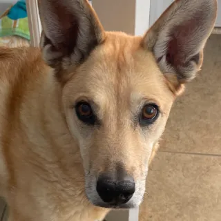 tan dog with pointy ears