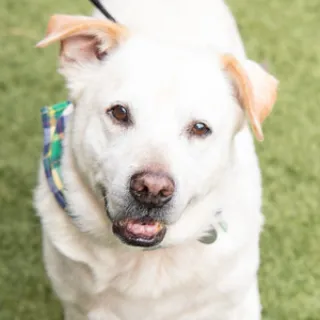 smiling golden lab