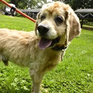 spaniel mix