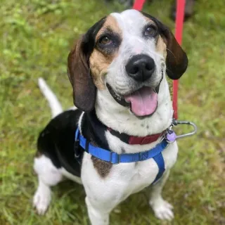 hound mix smiling