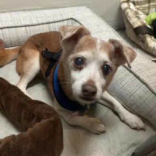 brown and white chihuahua mix