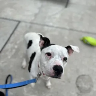 white and brown terrier on leash