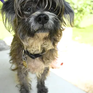 scruffy terrier mix