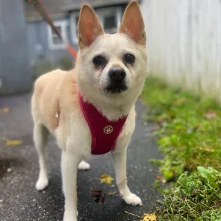 small white dog with red harness