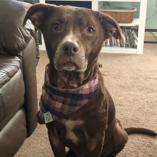 brown dog with grey muzzle and bandana