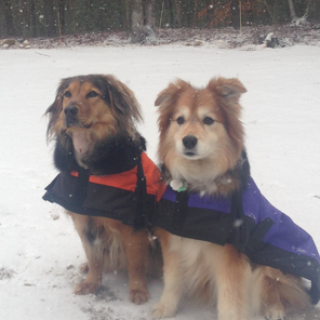 two dogs in the snow with jackets on