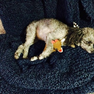 small grey poodle on blue blanket