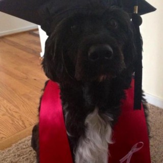 black dog with graduation hat and sash