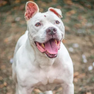 white pit bull