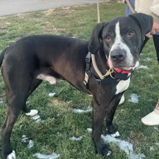 Biggie black and white dog