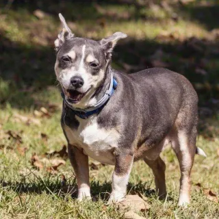 Bowen brown dog in grass