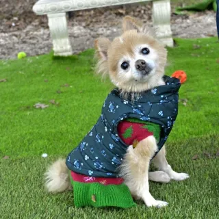 Pomeranian in jacket