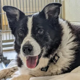 Lady the Border Collie mix black and white border collie