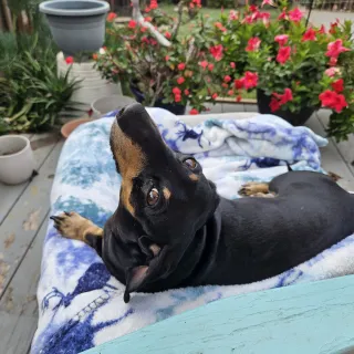 black dog laying on bed in front of flowers