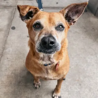 beige dog looking at camera