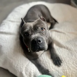 grey dog laying down