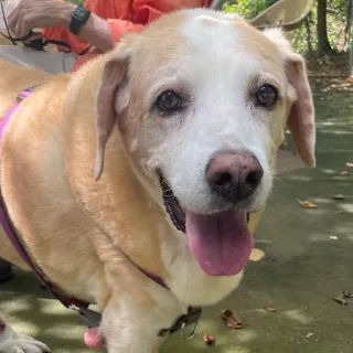 beige lab dog