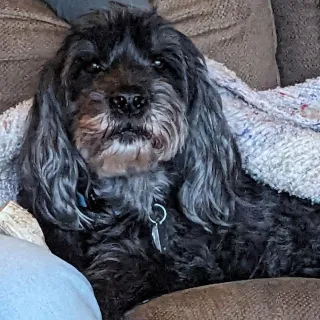 black and grey dog with blanket