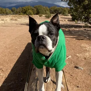 dog on the beach wearing green shirt