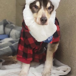dog with Santa hat